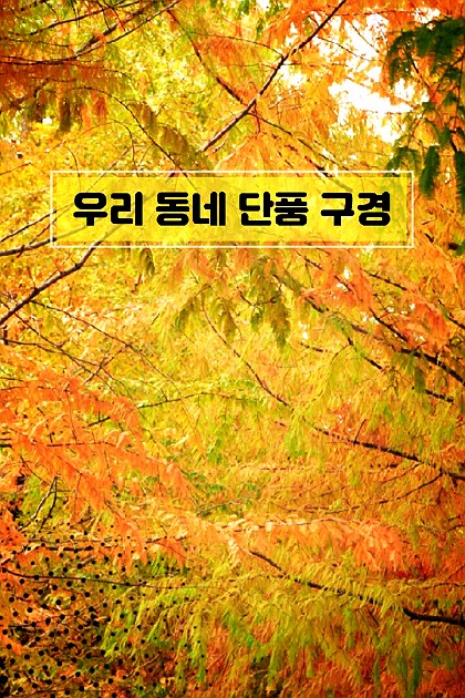 가을가을한 우리 동네 단풍 명소_광주향교 은행나무 하남위례길 메타세콰이어