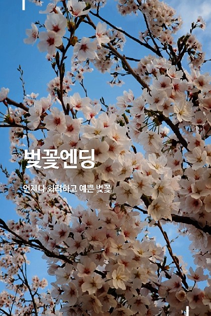 추천하는 서울 벚꽃명소