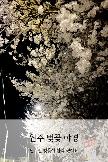 원주천 벚꽃 야경