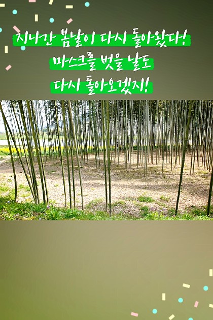국내여행 대나무숲 힐링~