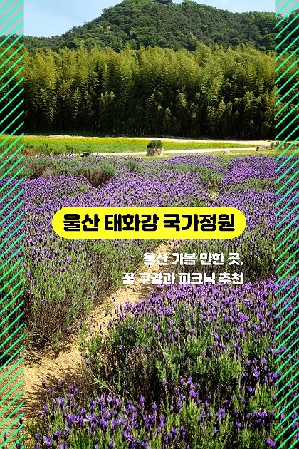 [울산 가볼 만한 곳] 울산 태화강 국가정원 - 꽃 구경, 피크닉 추천