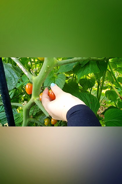 #토마토수확하기 #방울토마토수확하기 #찰토마토수확하기 #토마토수확 