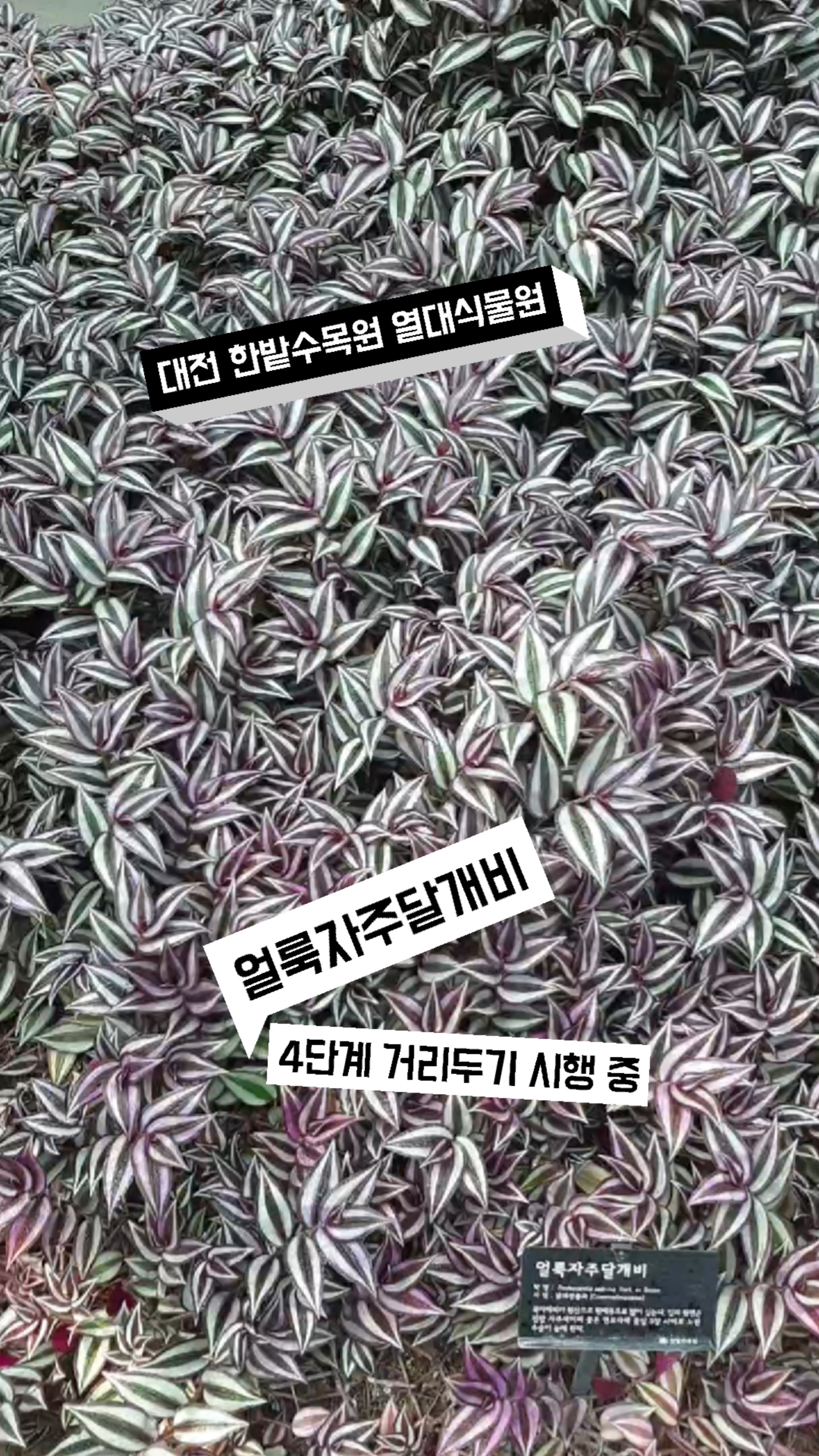 한밭어린왕자 이미지