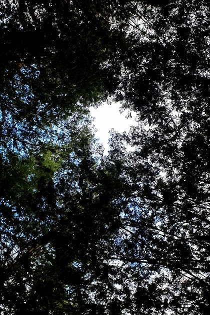🌴
광주 산책길, 편백나무숲