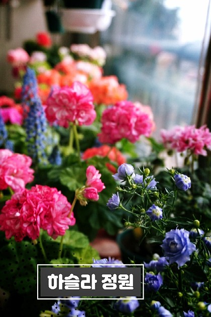 하슬라정원의 예쁜 꽃배경