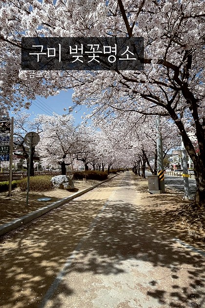 경북 구미 벚꽃명소 금오천