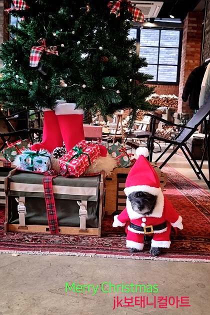 산타개 santa dog #santadog #크리스마스 #산타코스튬 #반려견 #귀여운산타 #산타옷 #산타인형 #댕댕이 
