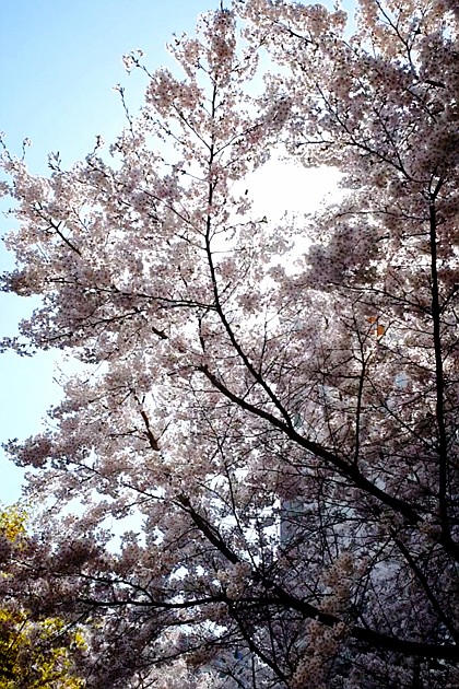 집근처에도 #벚꽃 이 만개했네요!!
#봄꽃 #벚꽃구경 #봄