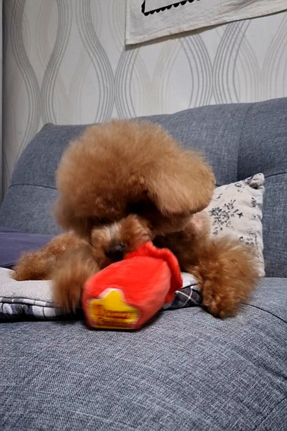 #딩독 
Momo loves her new squeaky toy 🍬 