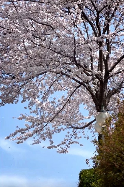 2023.4.3🌸올해도 너는 참 예쁘구나🫶🏻

#율동공원 #벚꽃릴스 🌸