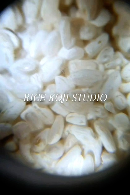 쌀누룩연구소에서는 다양한 황국균으로 쌀누룩을 만들어요.