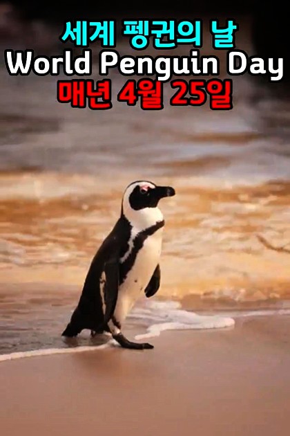 매년 4월 25일은 펭귄의 날
#펭귄 #펭귄의날 #penguin