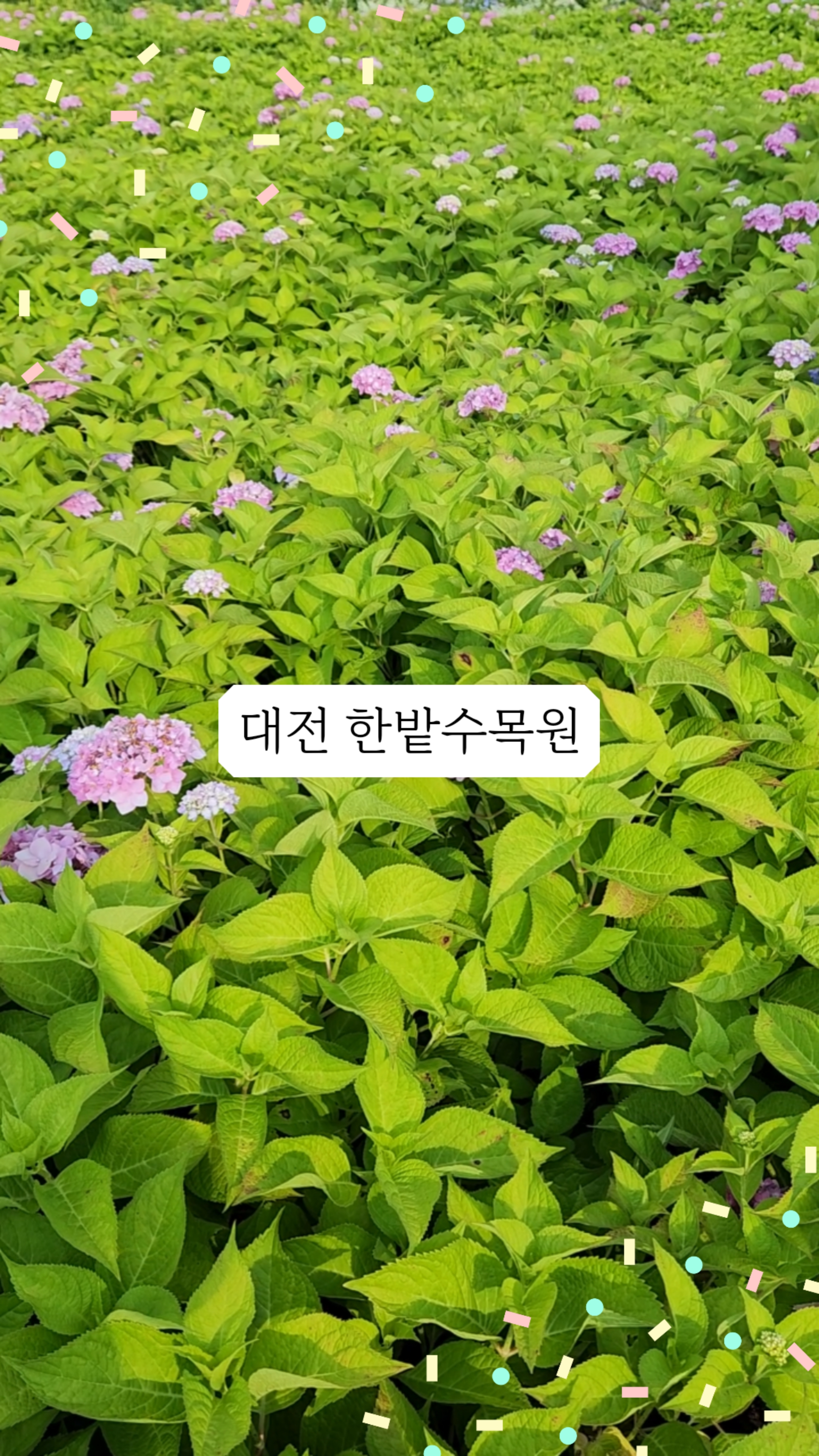 한밭어린왕자 이미지