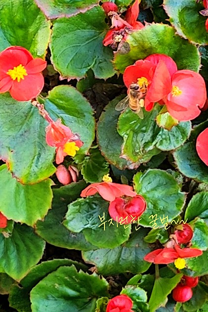 윙윙~귀여운 꿀벌  🐝 