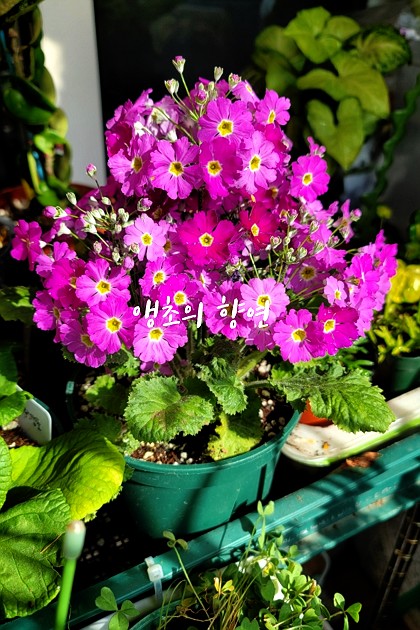 봄꽃~앵초의 향연#앵초 #마라고이데스
