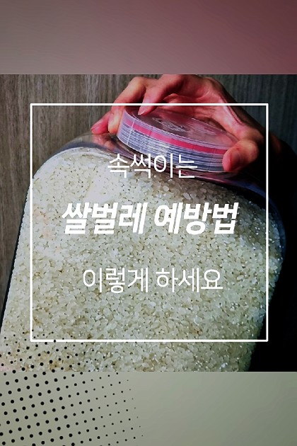 쌀벌레 예방법 #소꿀