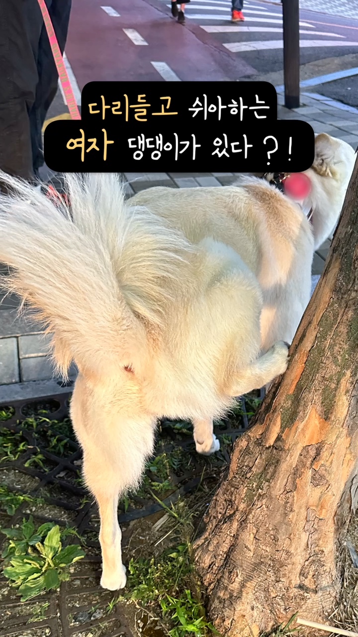 암컷 강아지가 다리를 들고 쉬를 해요! 강아지 배뇨 자세의 이유