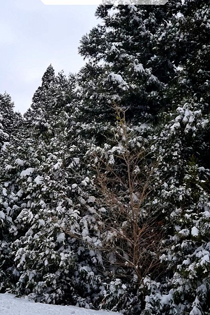 2023년 12월 23일
눈으로 뒤덮힌 제주 

#제주 #겨울 #눈 