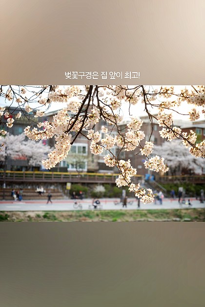 우이천으로 벚꽃구경 다녀왔어요!