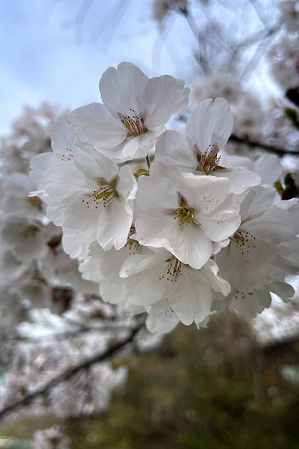 실시간 광교산 벚꽃 실황🌸🌸🌸#꽃놀이#벚꽃놀이