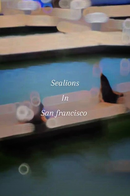 #샌프란시스코 #샌프란시스코여행 #피어39 #바다사자 #미국여행 #블로그모먼트 #하이라이트챌린지 