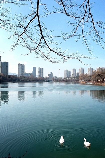 따사로운 아침산책.. 
평화로운 일요일..
호수 위의 거위도 여유로운 그런 날..
#2024입춘 
#봄인가봄 
#서울아침 
#석촌호수
#서울산책명소 
#눈부신날 

今日の天気は晴れ。いいなぁ。
気持ちよくなる日です。皆さんも散歩をしましょうね。
今日は春のような日です。
#ソウル朝
#ソウル散歩
#散歩したいなぁ