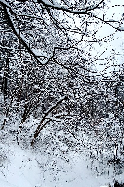 나무위에 눈이 녹고 떨어지는소리 ... ❄️🌨⛄️#강원도는아직겨울