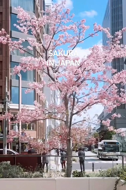 일본 벚꽃 명소 추천 실시간 일본 벚꽃 나고야 여행 고고!

